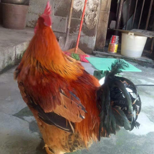 昆明K9鸡苗  云南k901,882黄脚快大鸡苗，已疫苗正品，一对一技术服务
