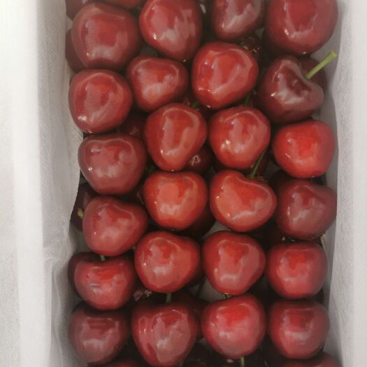 庄河市 大连美早樱桃15g+