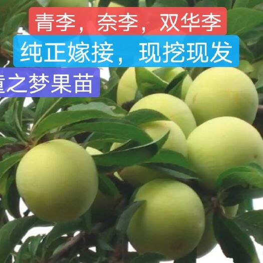 青脆李苗  供应早李苗（青李）（奈李）（双华李）