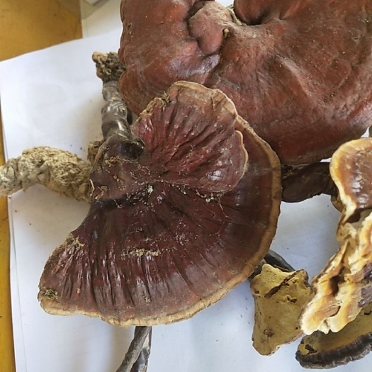 保康县深山林赤灵芝，紫灵芝统货干品包邮