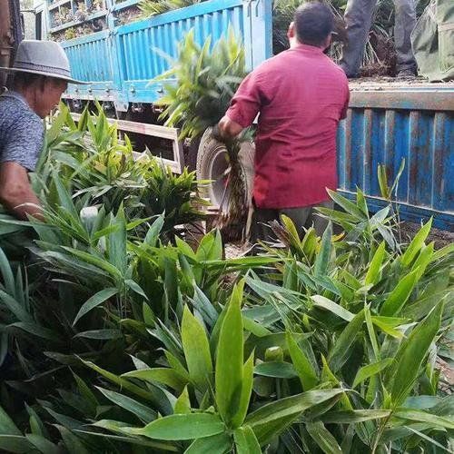 2025年新货粽叶/箬叶根苗
品质好（包回收）经济效益高