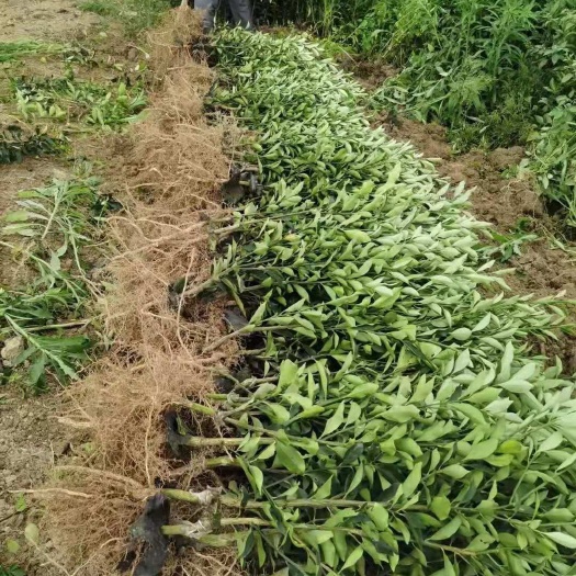 荔浦市脆蜜金柑苗 脆密金柑