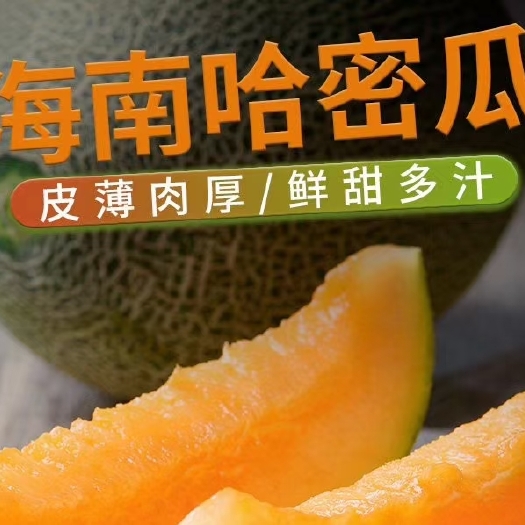 海口晓蜜25号  海南哈密瓜小蜜25号