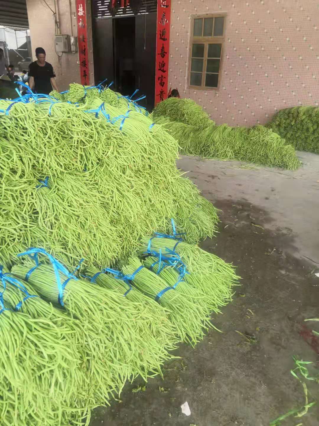 长豇豆 广西合浦豆角