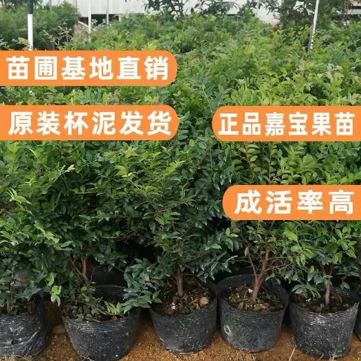 灵山县福冈嘉宝果树苗大果福冈树葡萄苗正宗四季早生嘉宝果南北方可种植