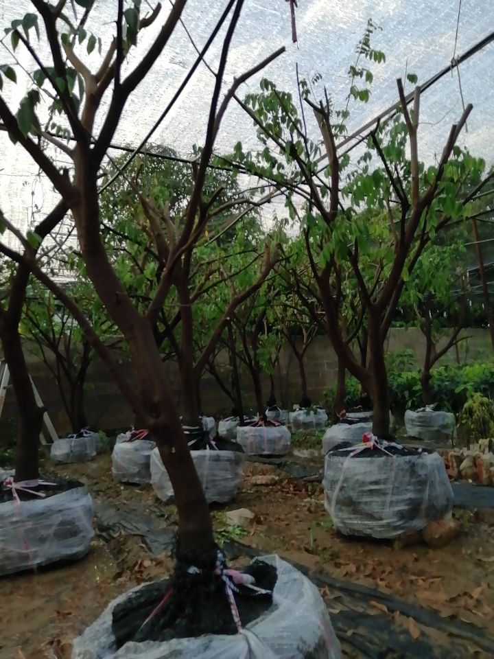 杨桃树苗 杨桃树，庭院种植家庭农场，当年栽，当年挂果，打好土球，成活率