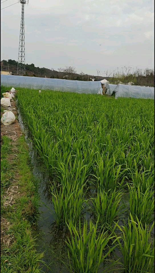 浙茭8号双季茭白种苗，浙江金华茭白基地直发，金华农科院培育