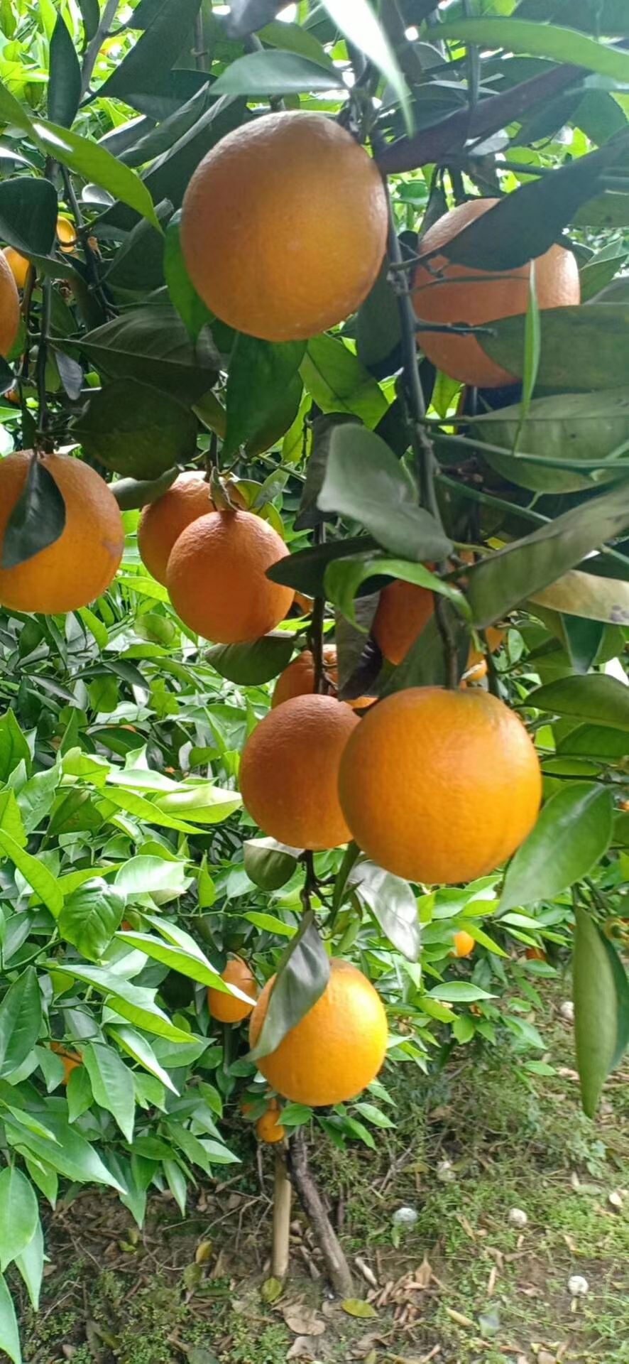 夏橙  甜中带点酸 口感好