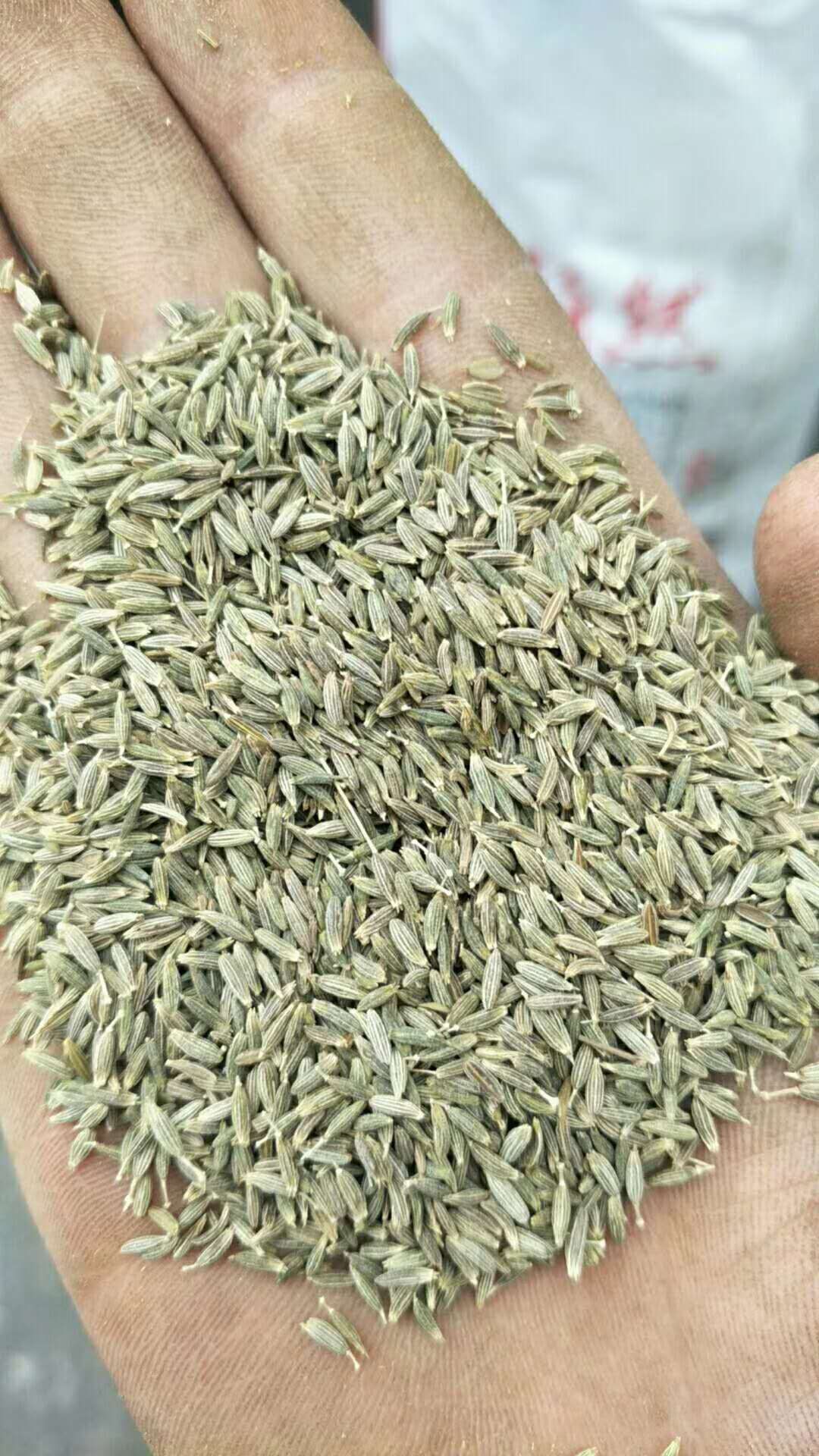 孜然调料干货烧烤孜然一手货源