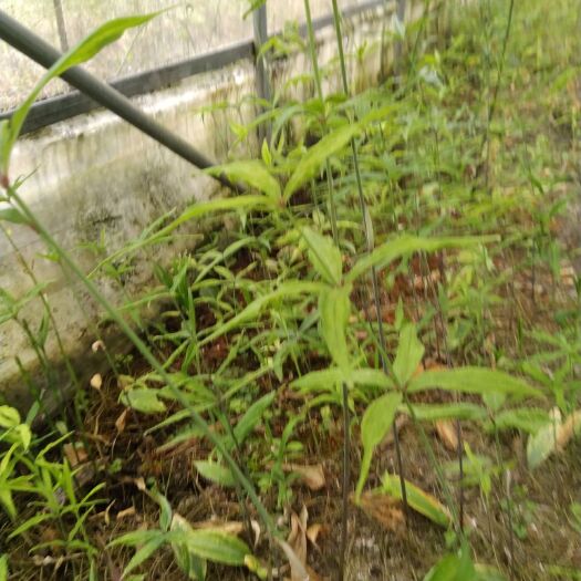 富源县黄精种苗  滇黄精苗，四川不倒苗黄精苗，姜行黄精苗