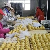 隰县山西隰县蜂蜜酥梨地头果纸袋70起抓袋子