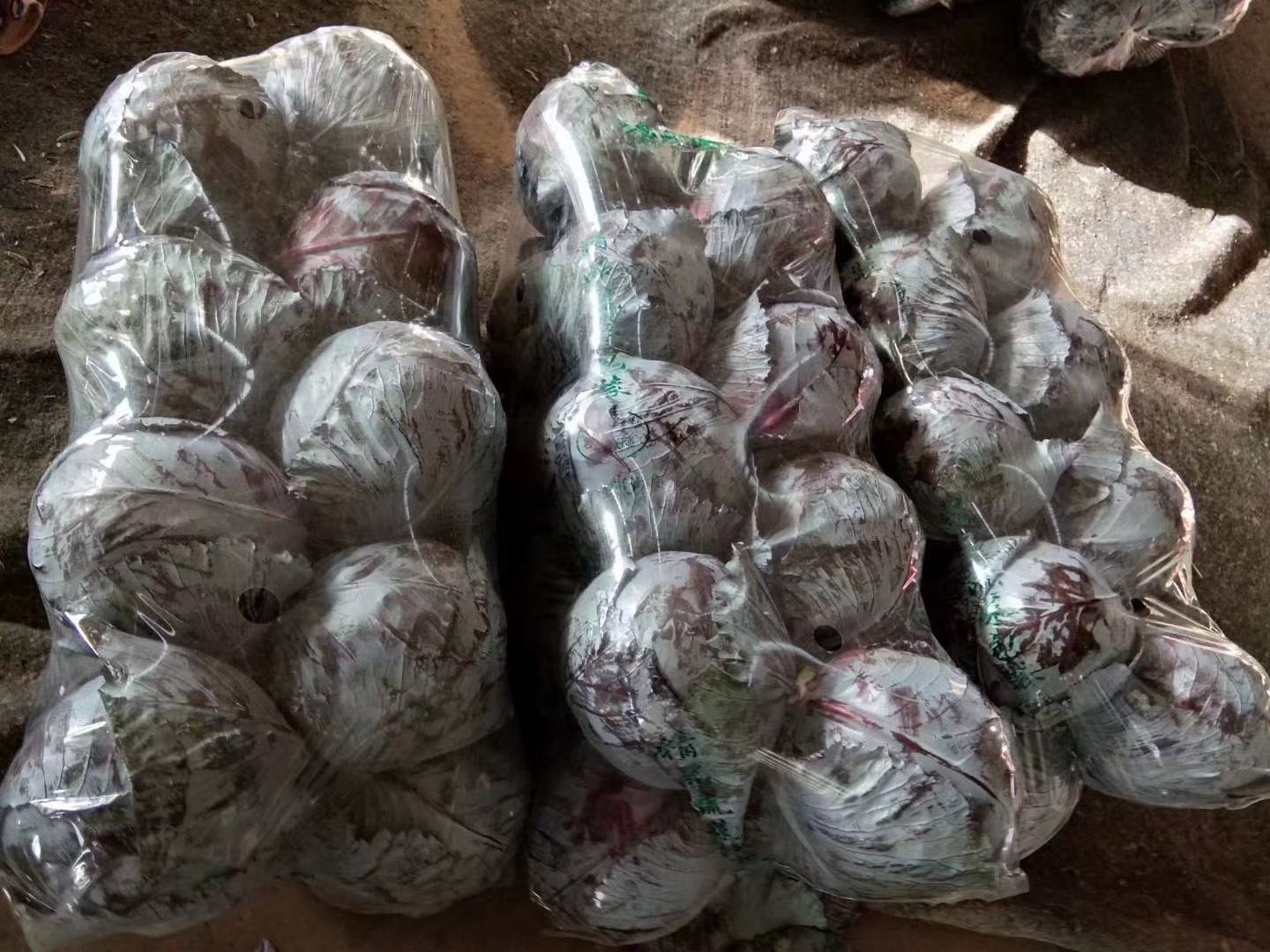 紫包菜 河北省邯郸市永年区 2.5~3.0斤