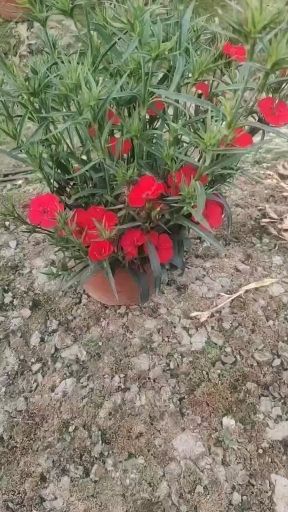 常夏石竹  石竹