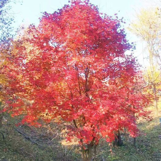 开原市三花槭 拧紧槭 庭院风景树 国产优秀红枫 本溪枫叶