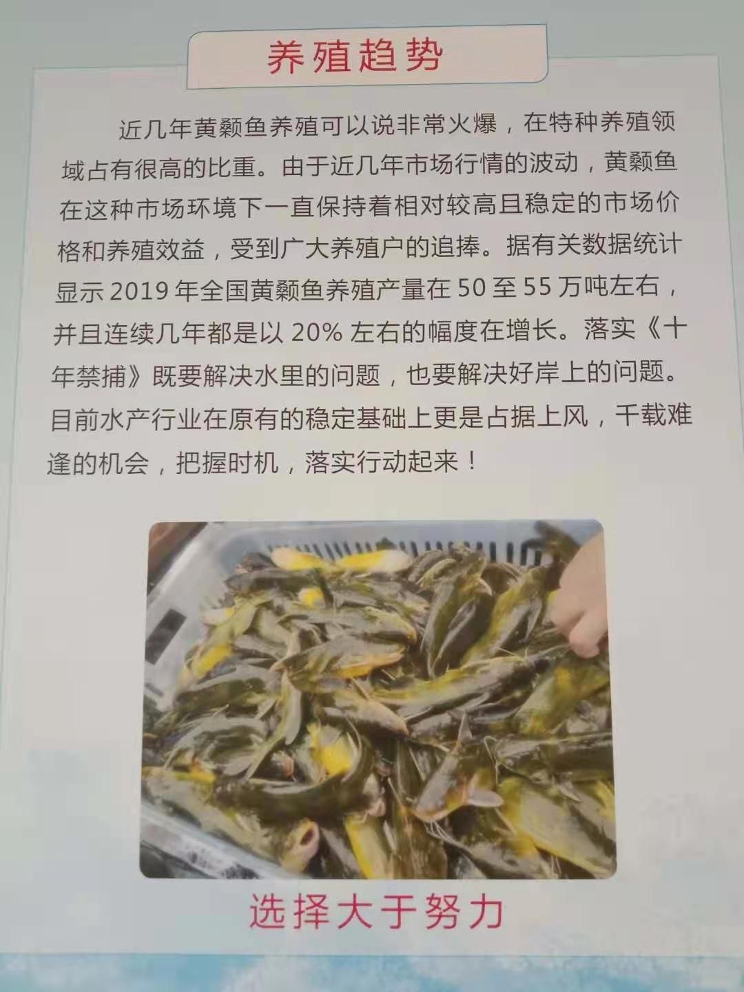  黄骨鱼苗  黄颡鱼批发 改良大品种 长势快