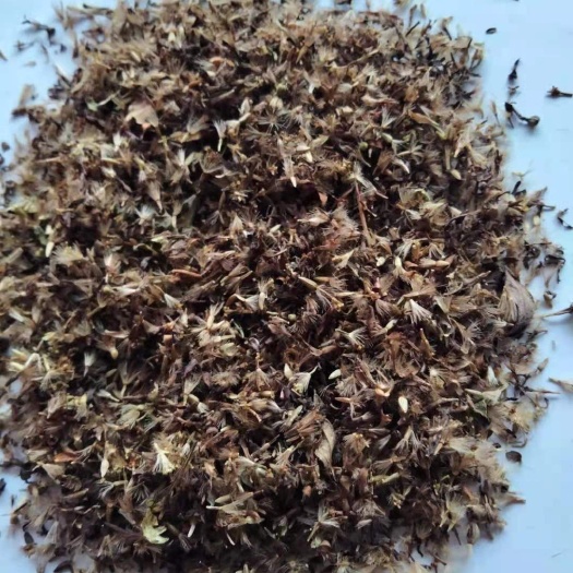 岫岩县东风菜种子又名 山野菜大耳毛菜种子