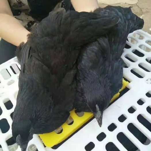 衡阳县土鸡苗 供应五黑一绿脱温苗