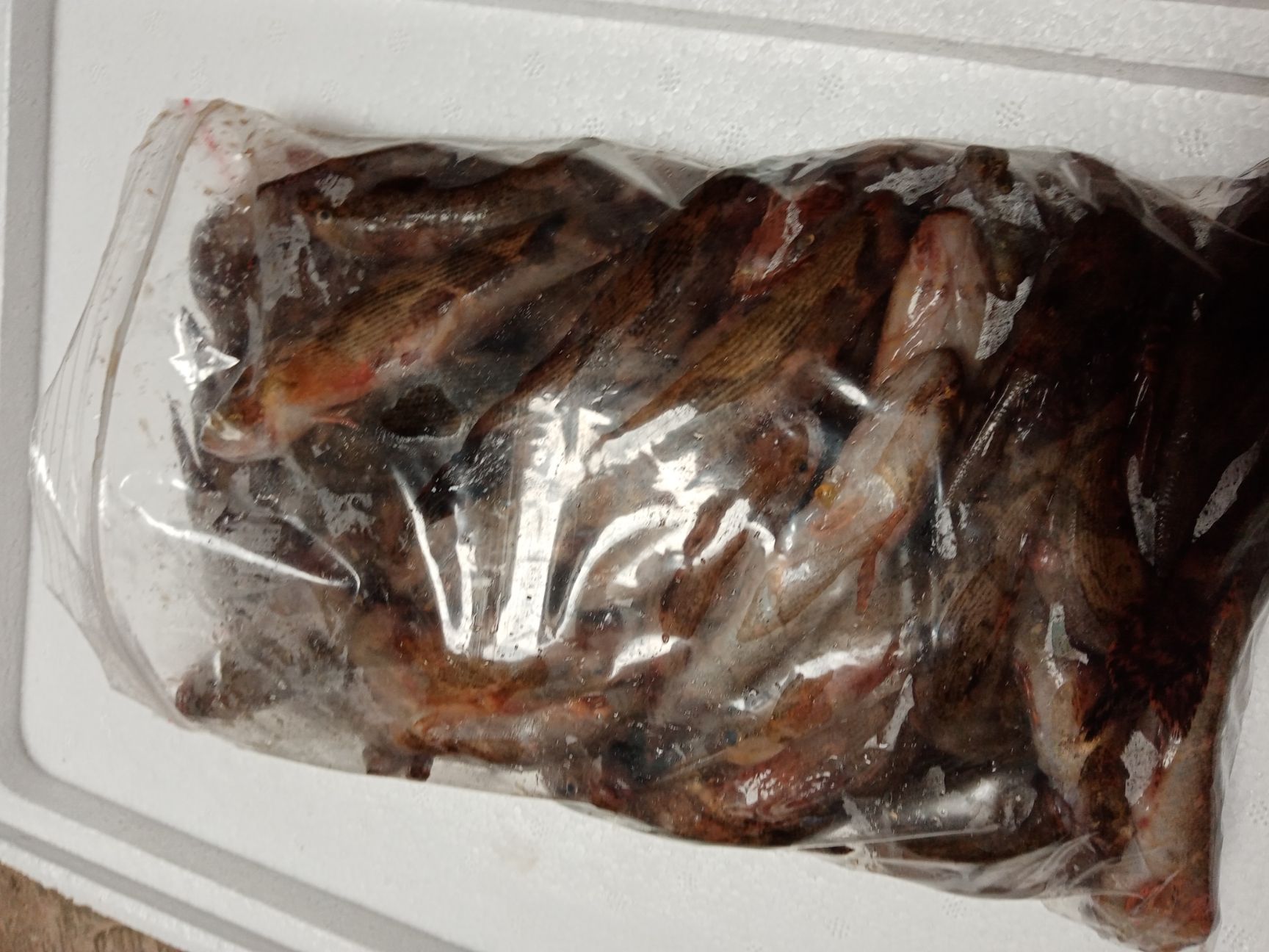 冰鲜笋壳鱼，批发海南水库天然绿色食品笋壳鱼大量供应。