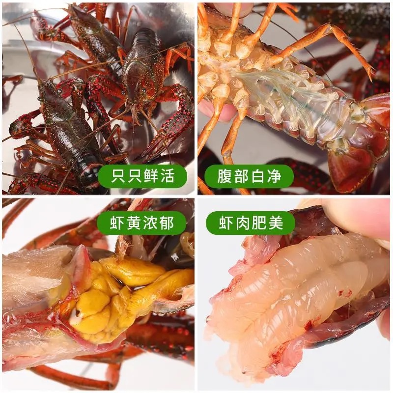 小龙虾  湖北清水养殖淡水油焖，蒜蓉，十三香，麻辣香辣