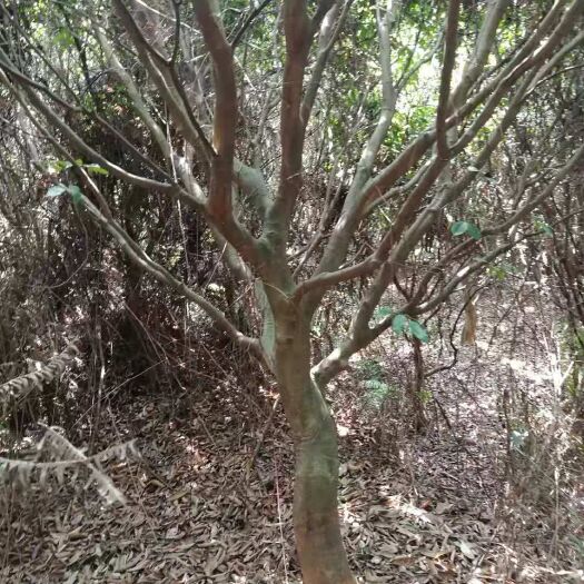 灵山县桂味荔枝苗 树苗