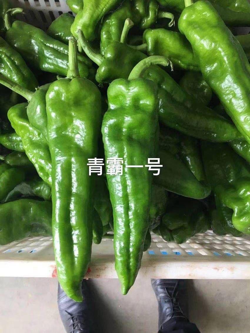  大型果泡椒种子 抗病强 皮薄肉脆辣 高产 泡椒专用种子