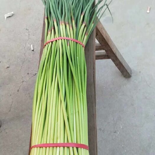 柘城县白帽蒜薹  精品蒜薹，白帽，红帽蒜薹，质优价廉，，欢迎新老客户咨询订购