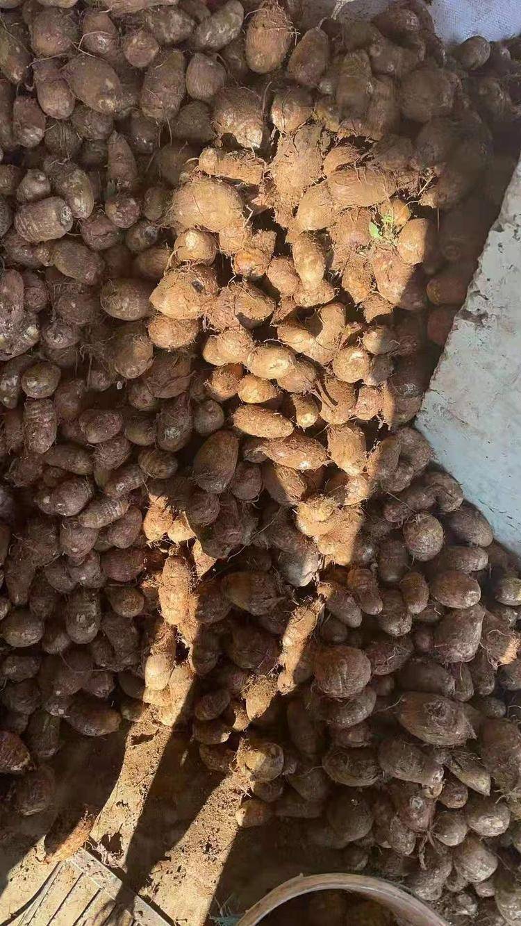 芋头种 毛芋头个头大小适中，有需要的老板可以联系我