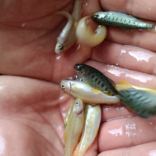 眉山虹鳟鱼鱼苗  三文鱼 虹鳟 金樽鱼苗
