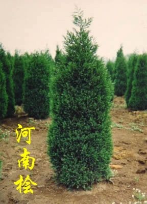 上蔡县桧柏  刺柏，
，各种规格大量现货欢迎咨询
