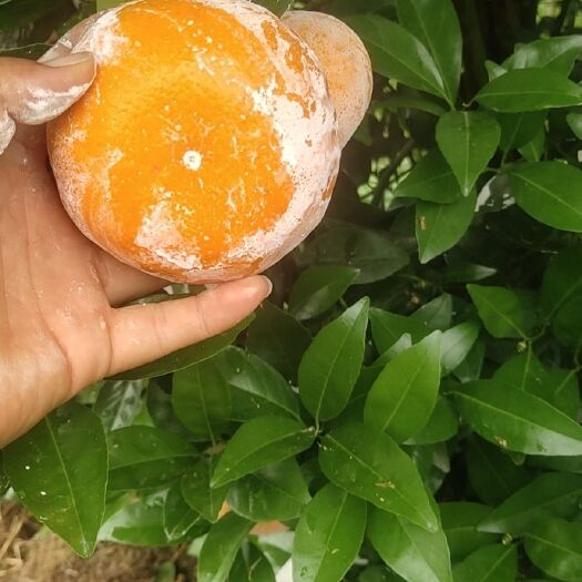 来宾柑橘茂谷柑细皮化渣多汁甜度够，颜色好