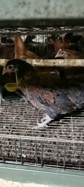唐县土鸡苗  大量低价供货、基地直销、一手货源、全国发货、保客商满意。