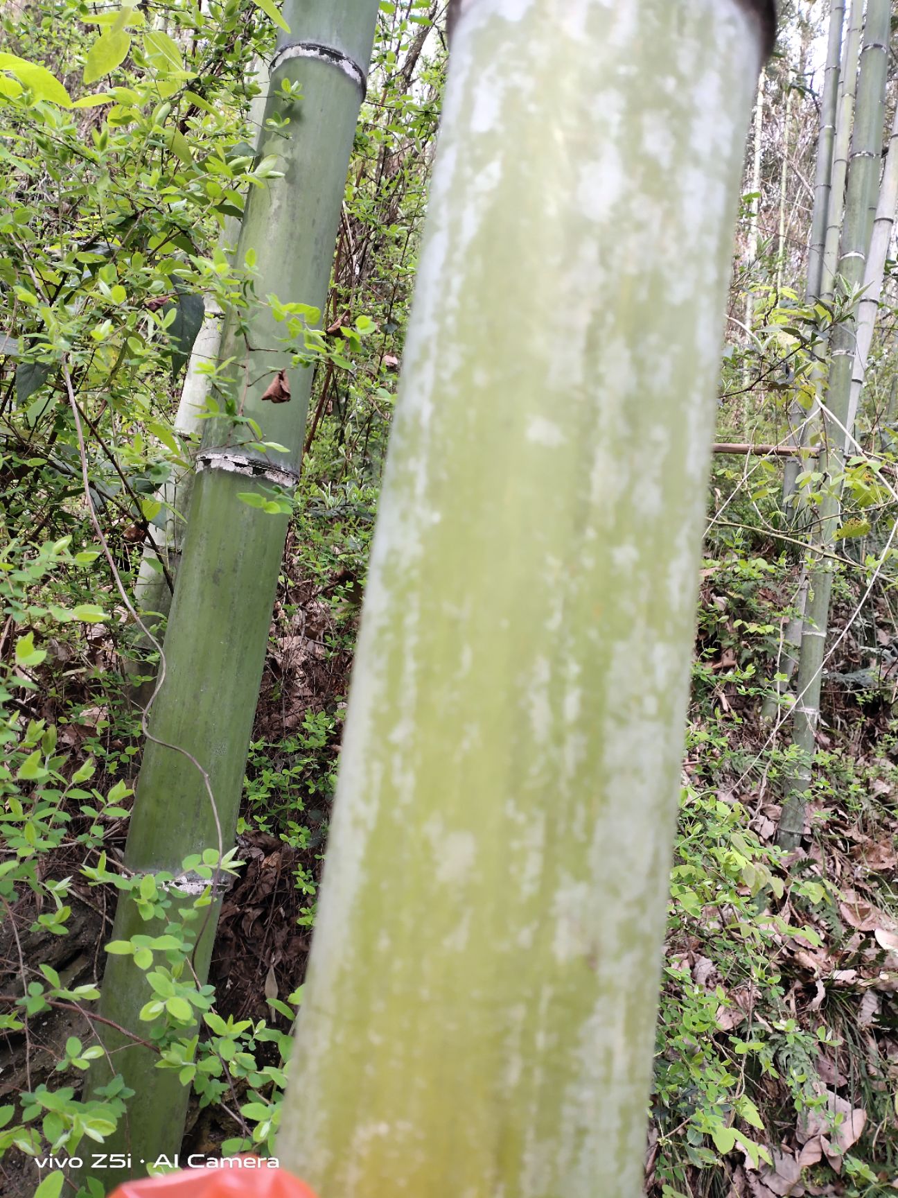 旱地 竹林流转