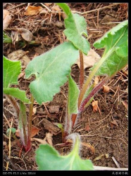 东风菜种子又名 山野菜大耳毛菜种子