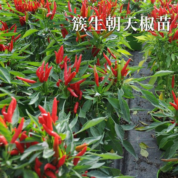 薄皮辣椒苗线椒苗杭椒苗朝天椒苗小米椒苗羊角椒苗各种辣椒苗