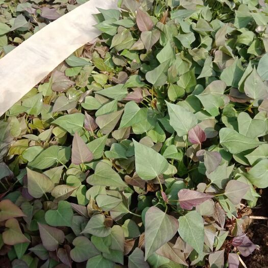 襄城县纯种脱毒西瓜红红薯苗