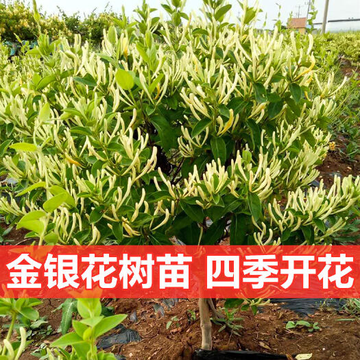 平邑县食用药用四季金银花苗北盆栽花卉室内老桩红黄白金银花苗