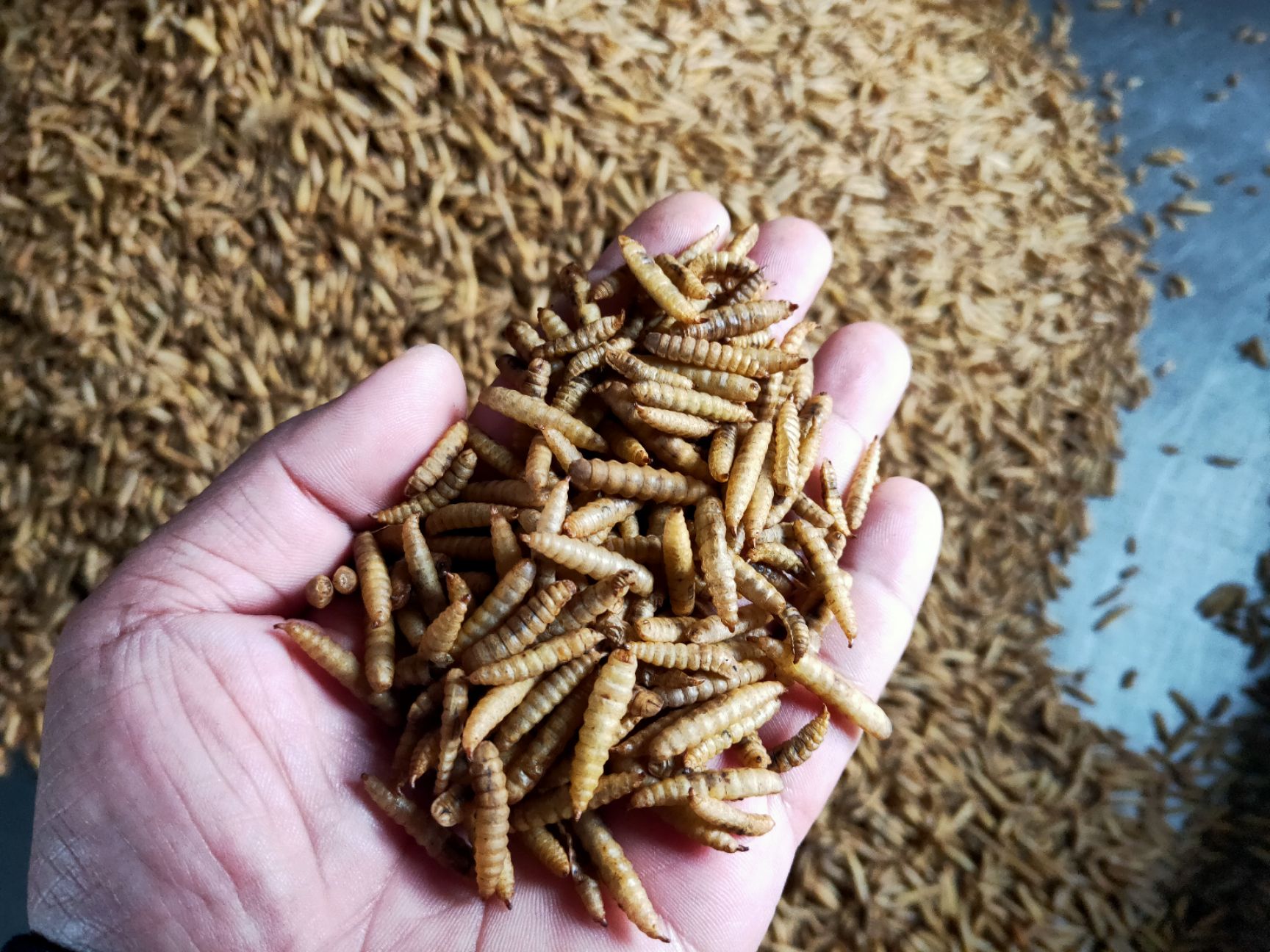 黑水虻  郑州鸡鸭鱼蛙营养餐鲜虫出售！微波干虫出售！