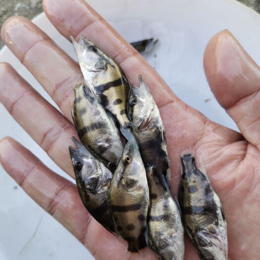 佛山鳜鱼苗  大量出售，5-6公分斑鳜，桂花苗