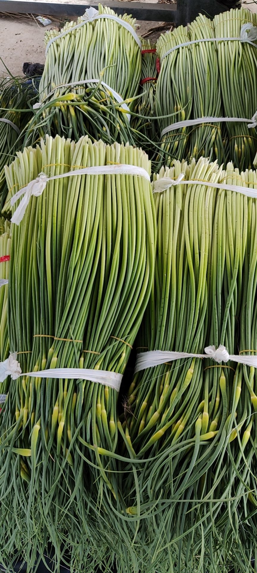 白帽蒜薹  蒜薹产地直销，大量有货，质量过硬