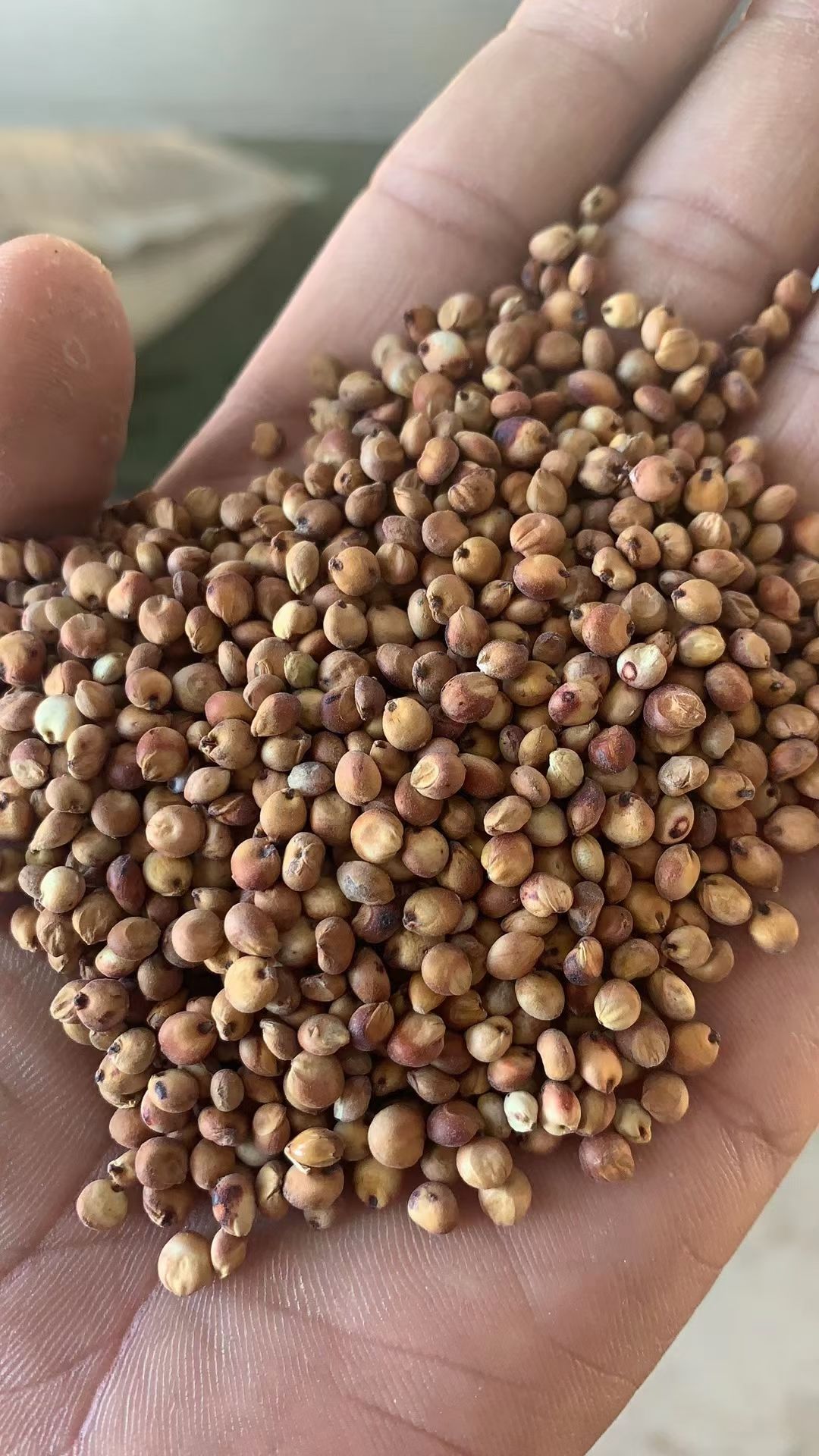 黄高粱  735以上容重高粱