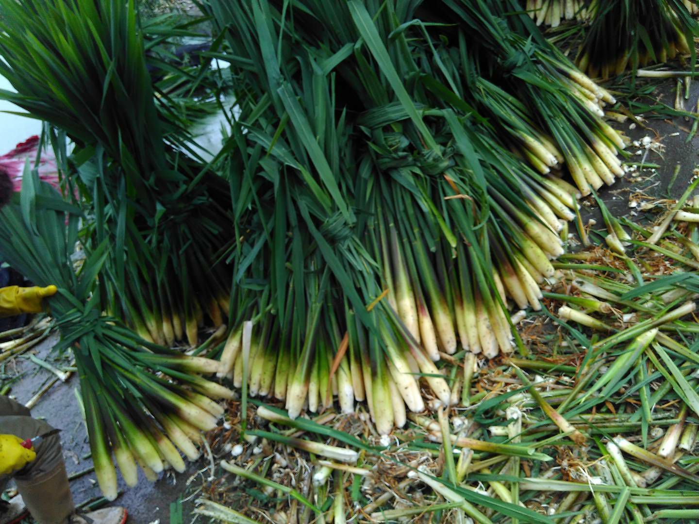 浙茭7号早熟双季茭白种苗，浙江金华产地直发，金华农科院培育