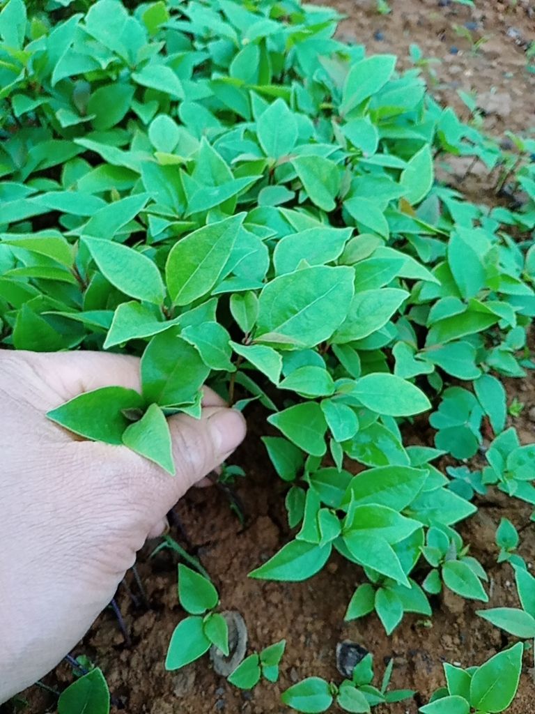 阳朔县香樟树苗，香樟小苗 香樟苗  樟树苗