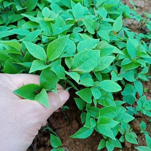 阳朔县香樟树苗，香樟小苗 香樟苗  樟树苗
