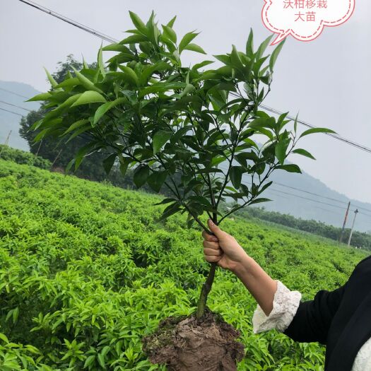 荔浦市沙糖桔苗 早熟砂糖桔