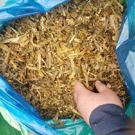 邢台 优质青贮玉米秸秆大量出售，碎度高适口性好，牛羊养殖