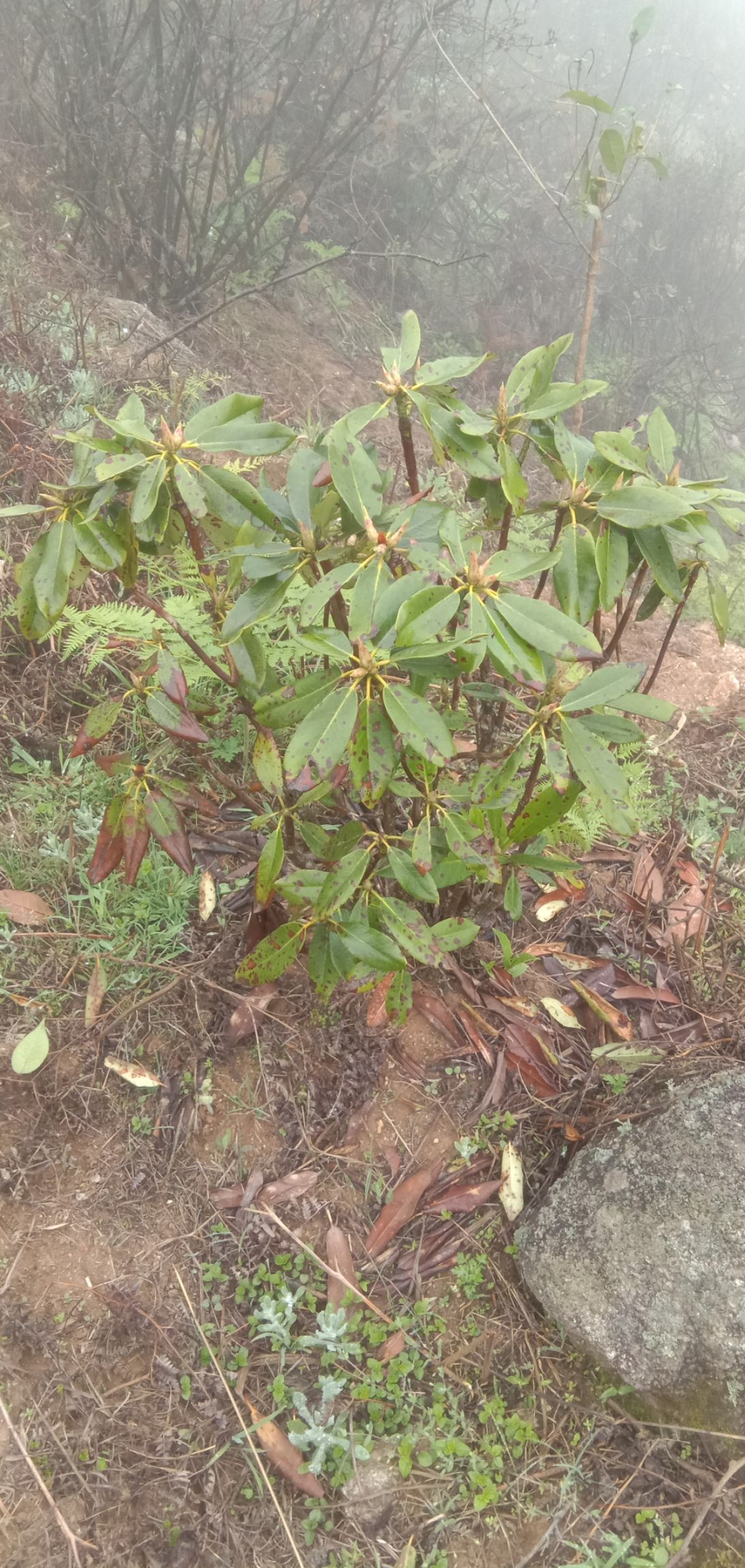 紫杜鹃 2.0~2.5米