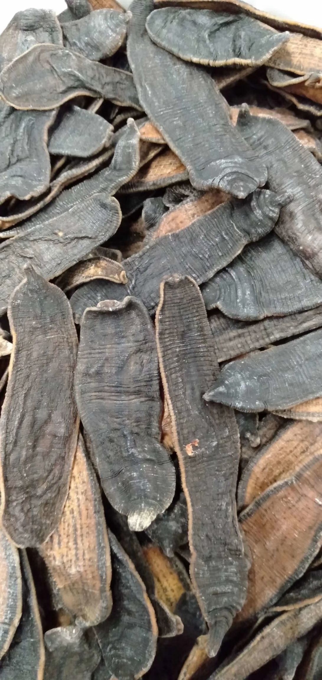 水蛭干  干水蛭  水蛭    干货