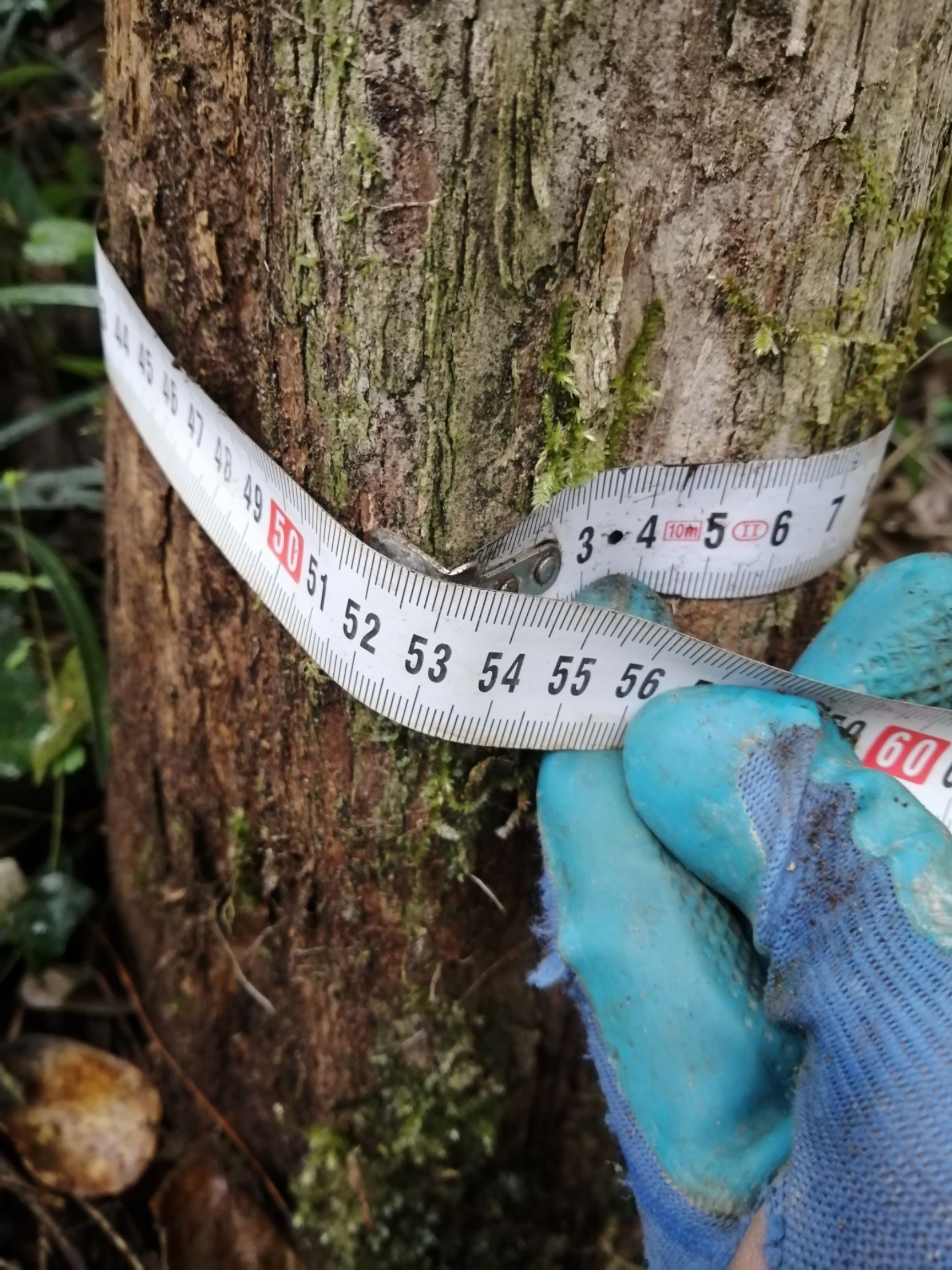 柘木  高海拔，优质木材，可用于雕刻、车珠、做家具。