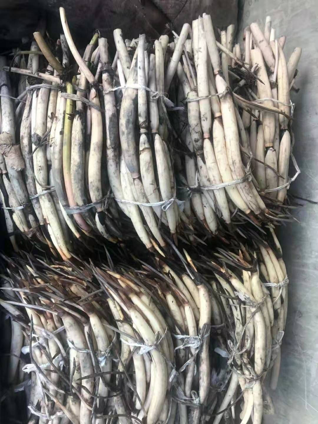 批发零售观赏荷花，精品荷花，睡莲等各种水生植物，承接各项工程