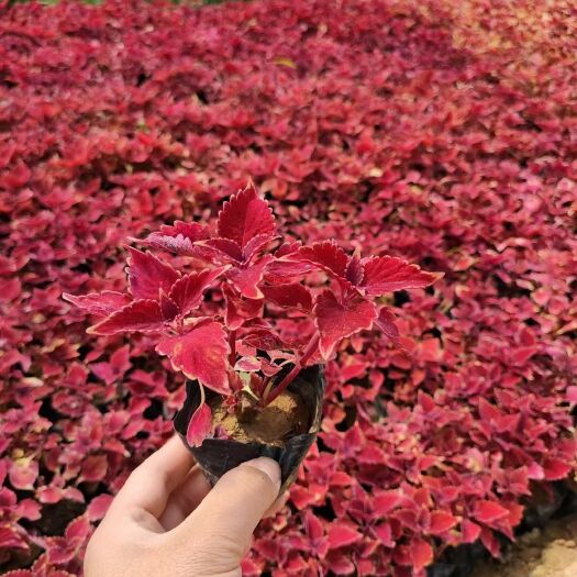 青州市 彩叶草基地大量供应
